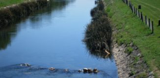 Река Нишава и с водното куче в нея