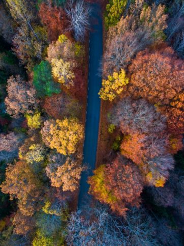 autumn-fall-forest