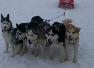 9 причини защо да си вземете хъски хъски