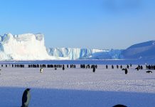 Императорски пингвини в Антарктида